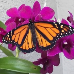 🦋Live Butterfly Release and Life Cycle kits